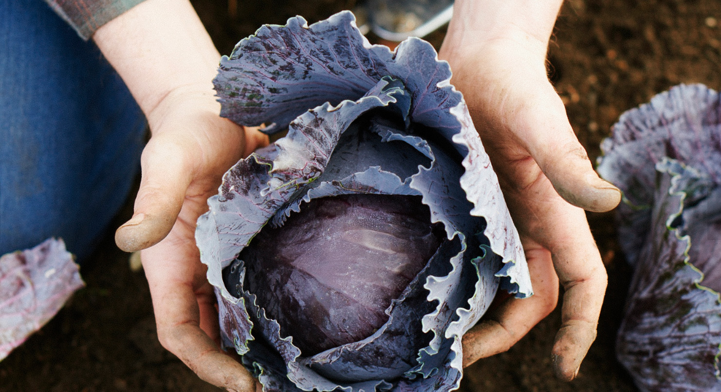 Hands holding a freshly harvested head of red cabbage